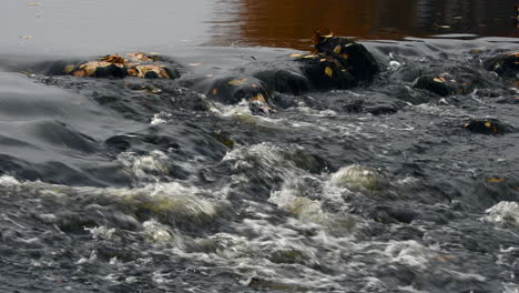Brown trout swimming in the calm area before rapids in Finnish wilderness