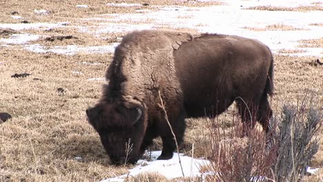 a grazing bison with its shaggy molting coat pokes through dead grass for spring's tender new shoots