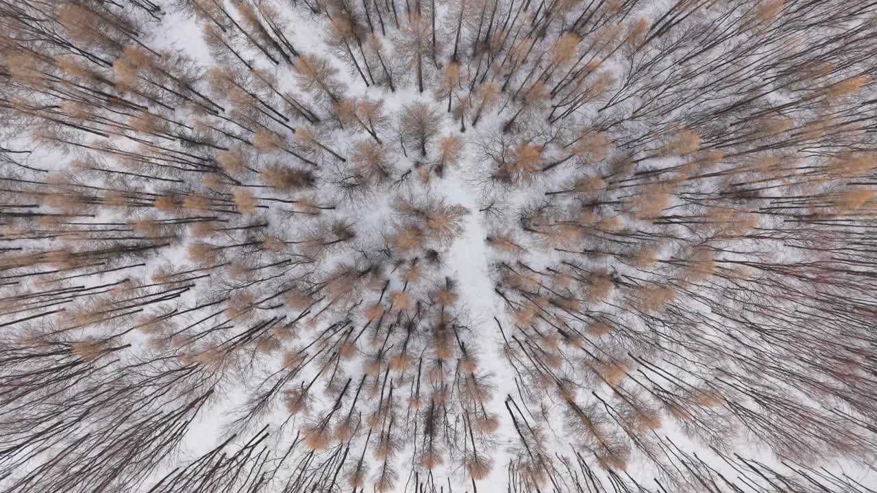 Vista aerea dall'alto verso il basso di una foresta innevata che forma un motivo circolare naturale. Alberi spogli con calde tonalità marroni contrastano con il bianco terreno invernale.