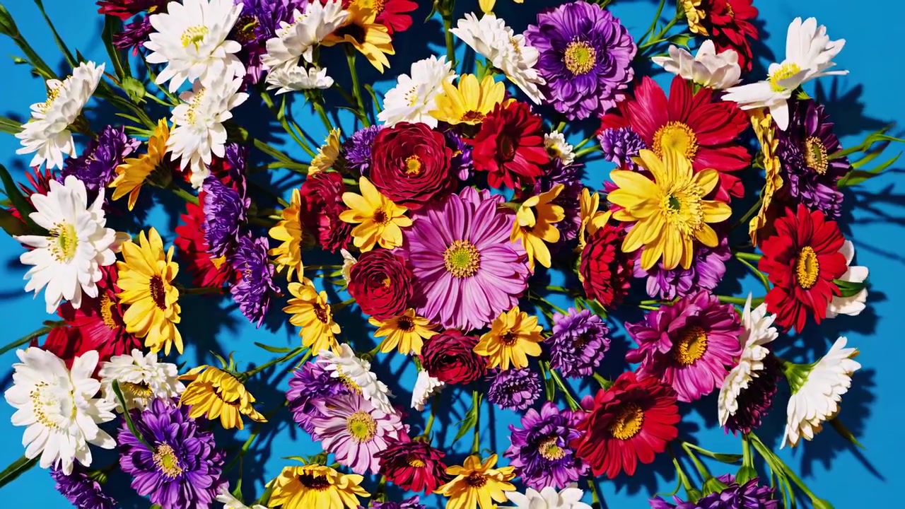 Flores variadas y vibrantes dispuestas en un patrón circular sobre un fondo azul
