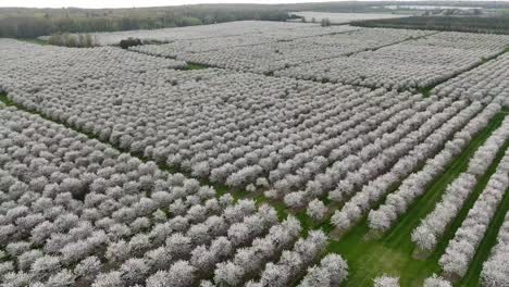 los huertos de cerezos en el condado de door, wisconsin están en plena floración en la primavera de cada año.