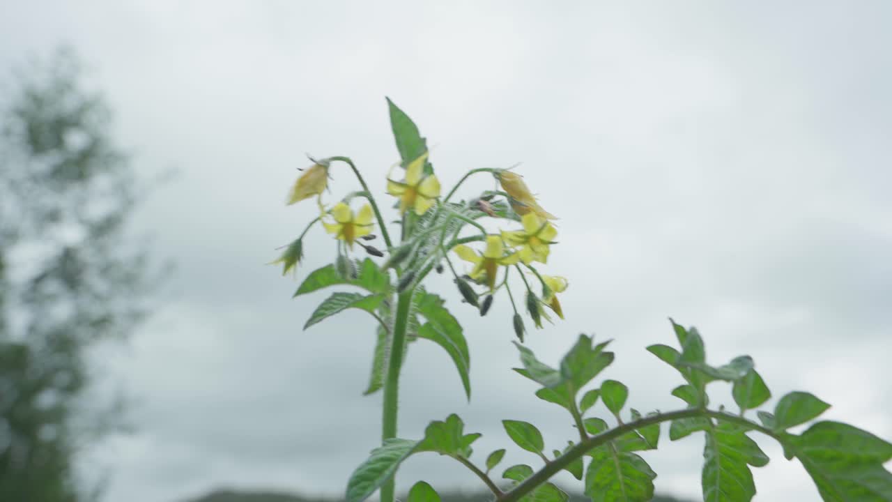 바람이 부는 날에 흔들리는 solanum lycopersicum 꽃 식물