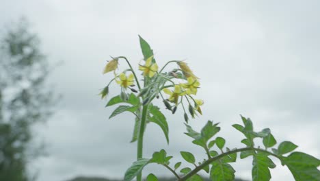 吹風的solanum lycopersicum花植物在吹風的日子中搖<unk>