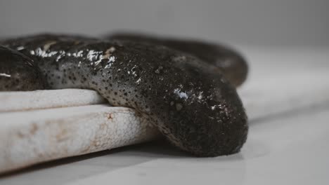 sea cucumber on a white background