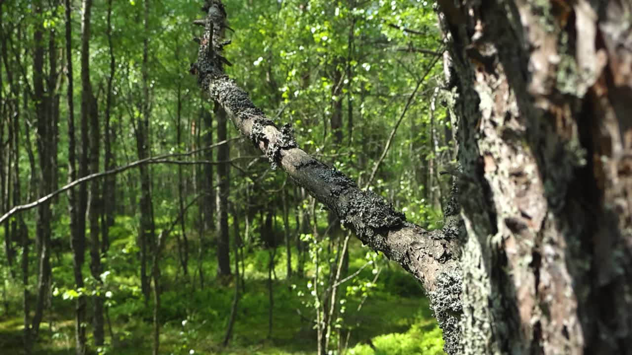 Spostamento della messa a fuoco cinematografica da un tronco di pino dettagliato con muschio e licheni a una luminosa foresta estiva con una vegetazione verdeggiante e un bokeh morbido