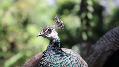 peacock head movements captured in a natural setting