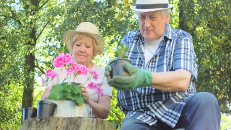 senior couple gardening together in garden