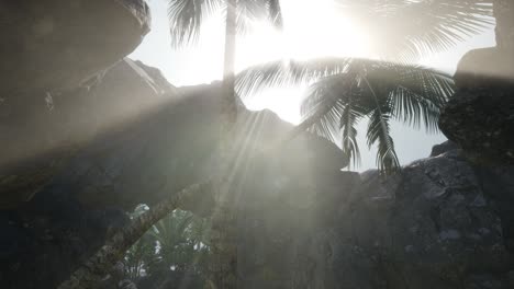 big palms in stone cave with rays of sunlight