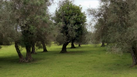 Walking-POV-Trees-at-grass-green-field-of-Cornwall-Park-in-Auckland,-New-Zealand