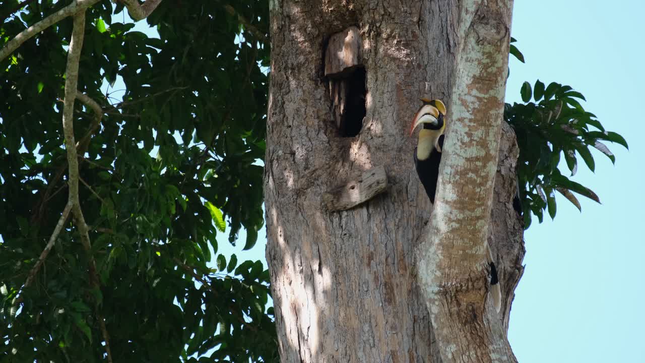 visto limpiando su pico en la rama y dejando salir algo de comida para dárselo a la hembra mientras cae una hoja, gran cálao indio buceros bicornis, parque nacional khao yai, tailandia