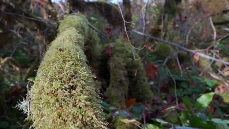 moving slowly along a mossy log