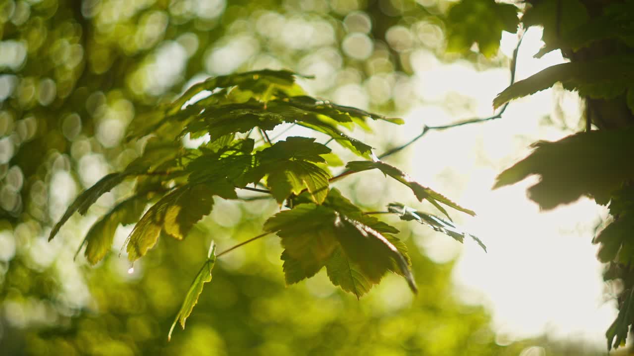 la luz del sol filtrándose a través de las hojas verdes exuberantes