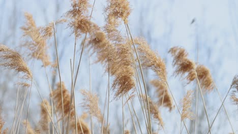 Schönes-Gras,-Langes-Gras-Mit-Stock-Auf-Der-Oberseite,-Der-Sich-An-Einem-Frühlingstag-Im-Wind-Wiegt