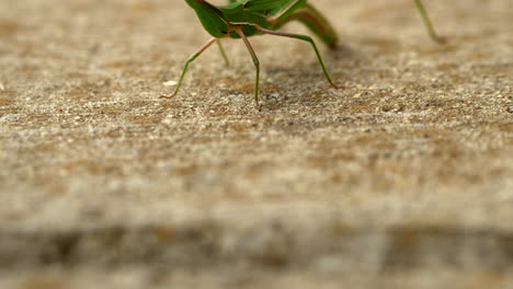 close up giant green slantface grasshopper on a footpath, tilt up