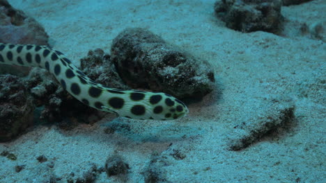 Wunderschöner-Gefleckter-Schlangenaal,-Der-Elegant-Zwischen-Den-Trümmern-Des-Sandigen-Meeresbodens-Schwimmt