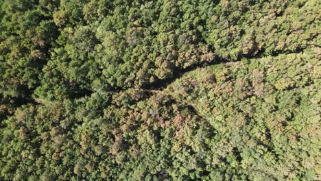 Fondo-De-La-Naturaleza-Del-Bosque