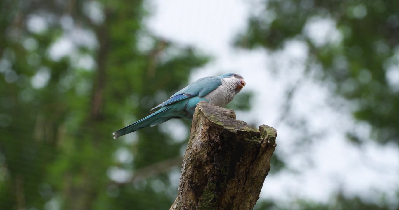 Parrocchetto monaco blu o parrocchetto quacchero appollaiato su un tronco d'albero stagionato contro il fogliame verde al Jeju Flower Bird Park Hwajoowon in Corea del Sud
