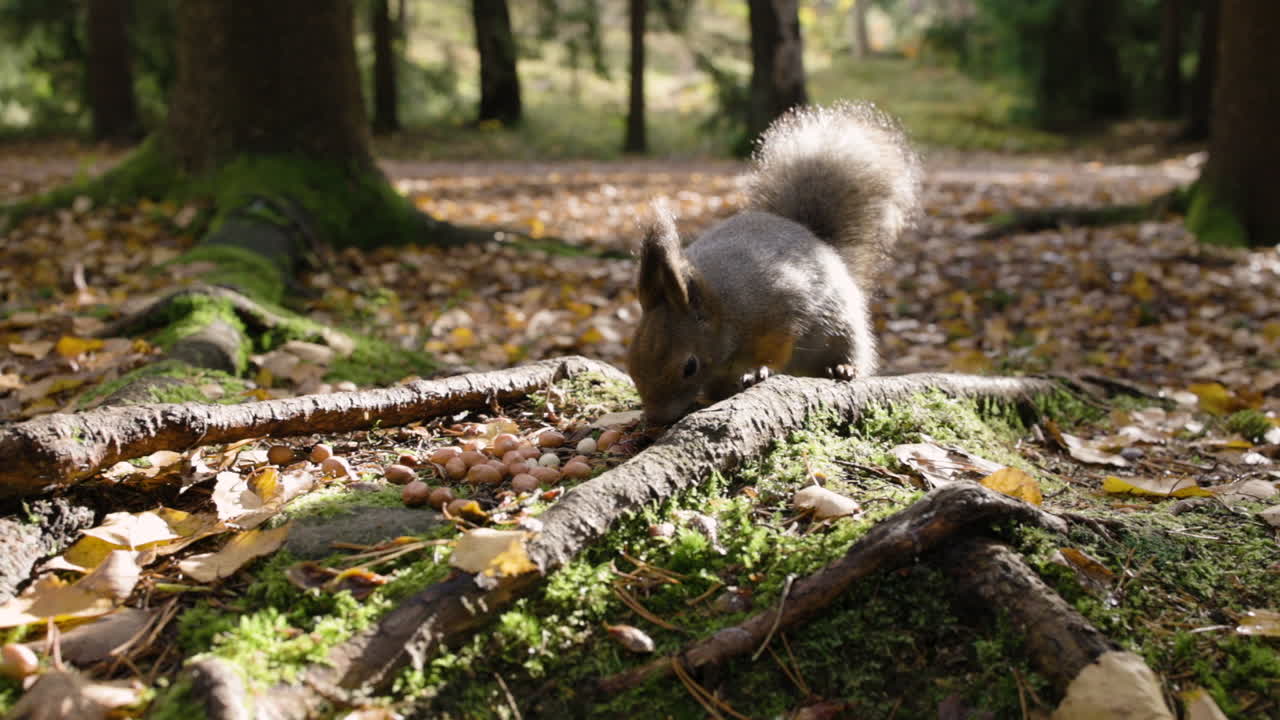 Nærbillede i slowmotion af et egern, der spiser nødder på skovbunden om efteråret