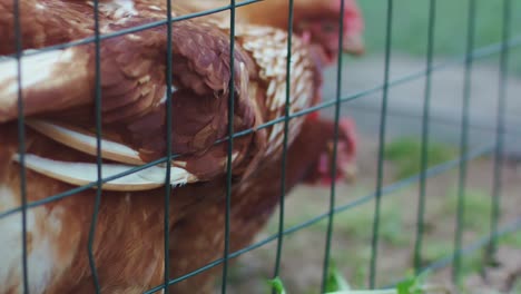 las gallinas pelean por comida