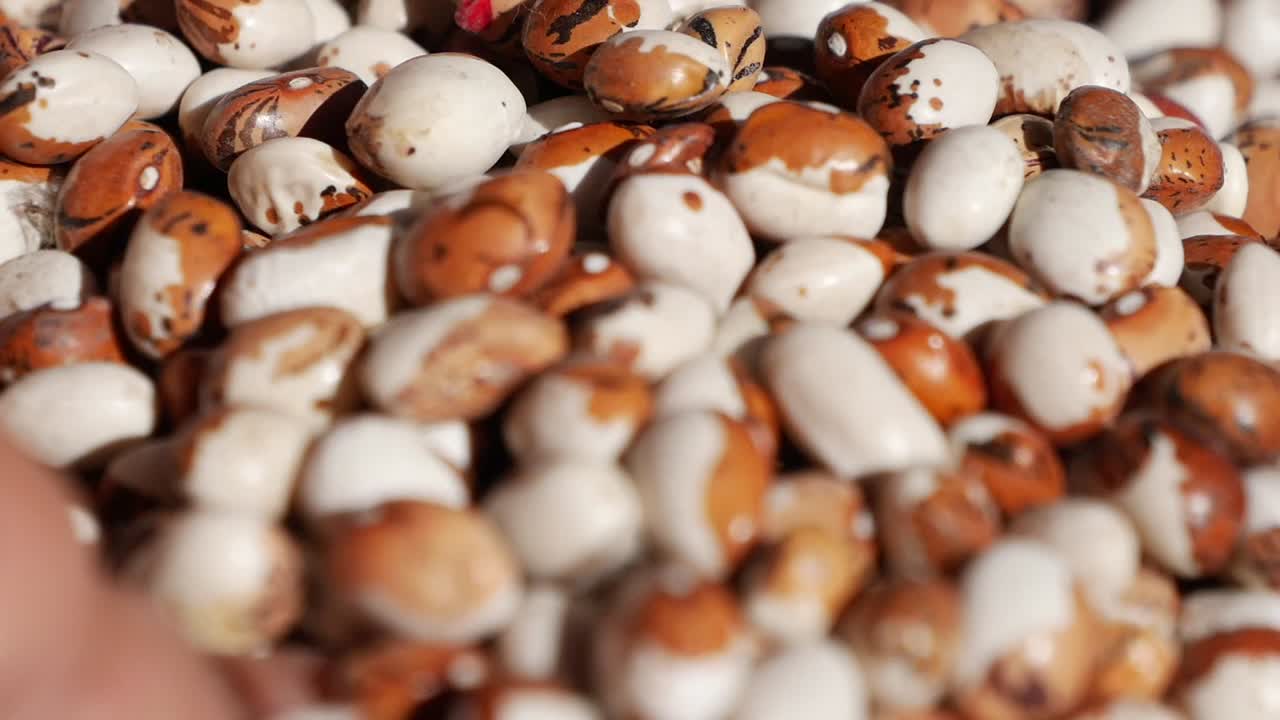 Hand picking dried beans