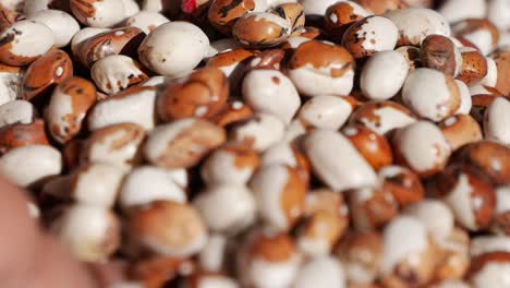 recogiendo a mano los frijoles secos
