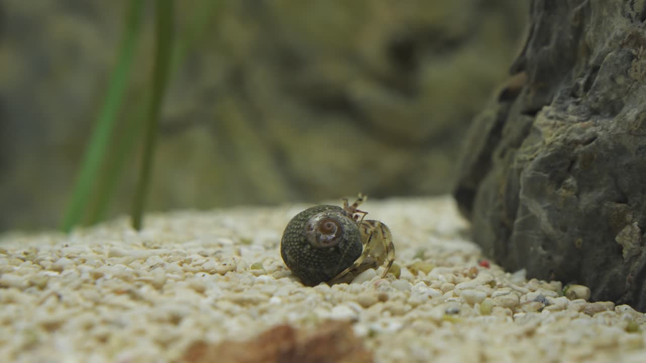 Tiny hermit crab with spiral shell slowly crawls on rough gravel substrate next to a large rock inside Aqua Planet Gwanggyo aquarium environment