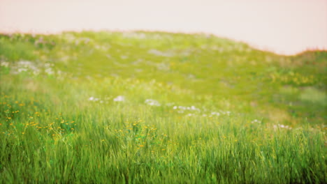 green grass landscape with hills and blue sky