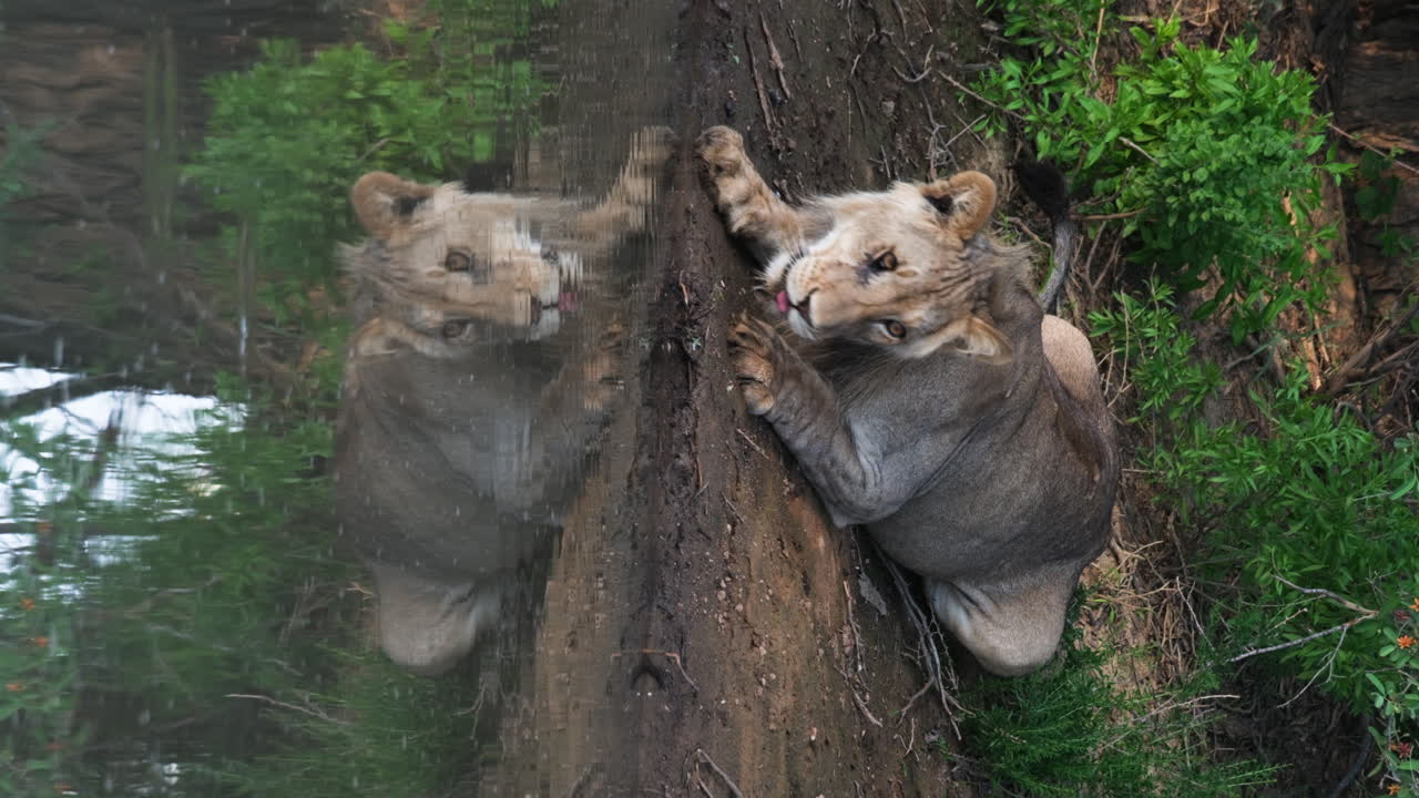 Vertical - South African Lion Drinking At Watering Hole With Mirrored Reflection
