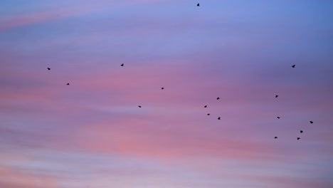 Pájaros-Volando-Contra-Nubes-Cirros-De-Color-Rosa,-Hermoso-Cielo-Al-Atardecer