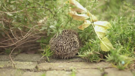 spiky back of the european hedgehog feeding on the grassy ground