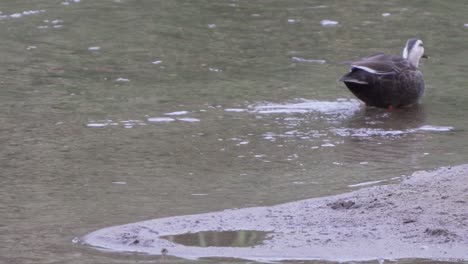 Pato-Pomerania-Caminando-Por-El-Agua-De-La-Corriente-Poco-Profunda