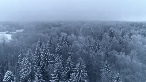 aerial shot of a pine forest in winter, covered in snow