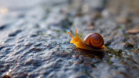 a small snail on a wet rock