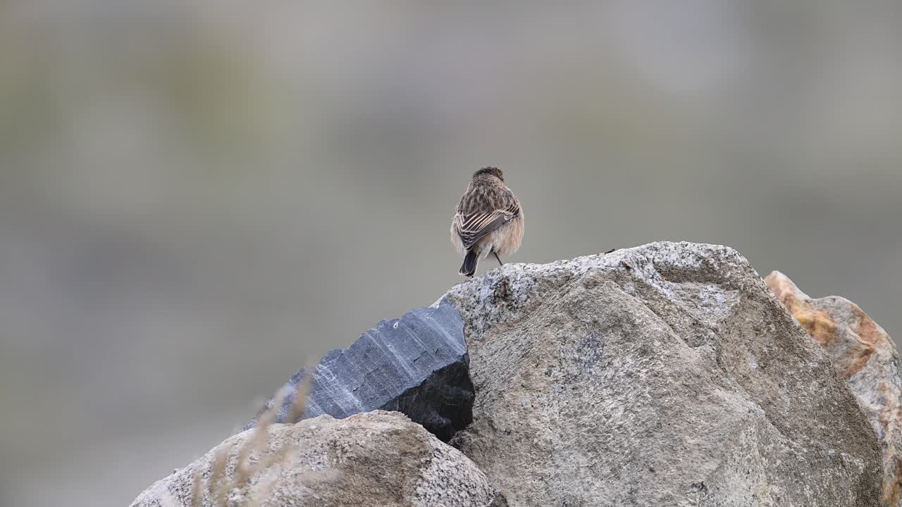 сибирский каменный кашалот saxicola maurus, сидящий на скале