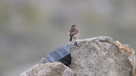 siberian stonechat saxicola maurus perched on rock