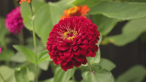 Nahaufnahme-Einer-Roten-Zinnia-Blume-Mit-Fokuszug