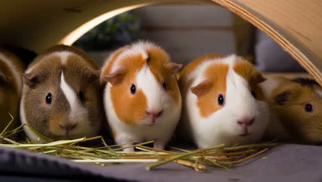 group of adorable guinea pigs
