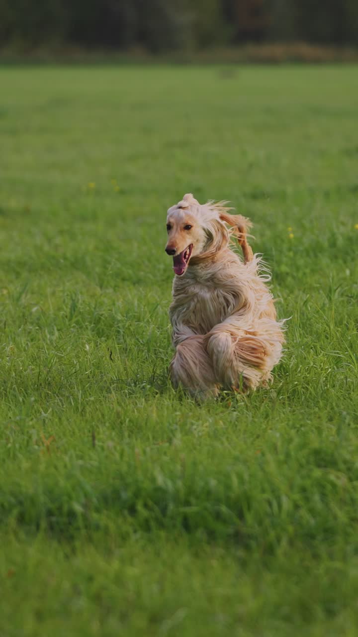 Dog Running in a Field