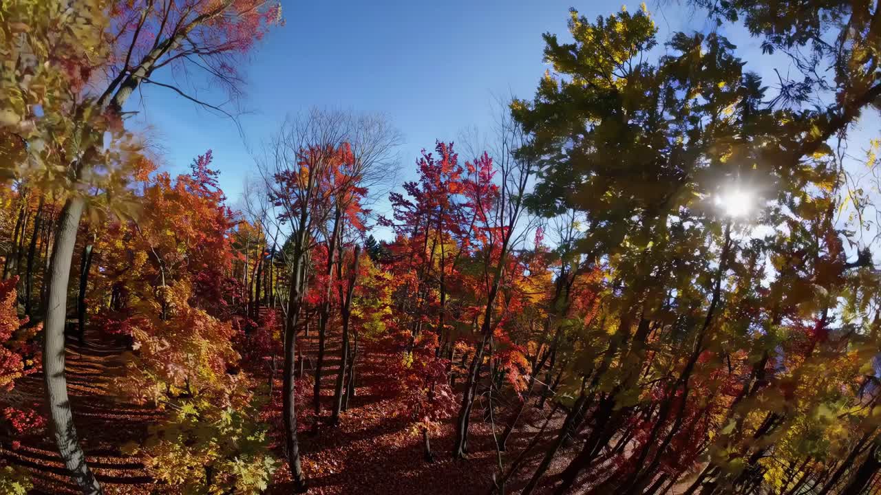 Vibrant autumn forest captured with a fisheye lens, creating a dynamic, immersive video feel
