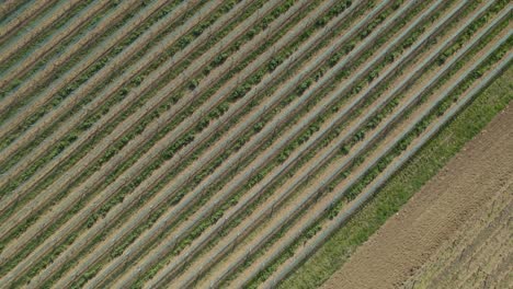 Agricultural-farmland-with-rows-of-cultivated-plants