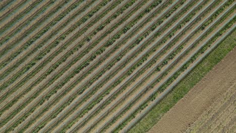 agricultural farmland with rows of cultivated plants