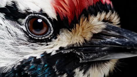 close-up of a woodpecker's eye and feathers