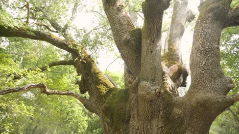 inclinándose a lo largo del viejo tronco desgastado de un árbol grueso con hojas verdes jugando a la luz del sol en un bosque de ensueño