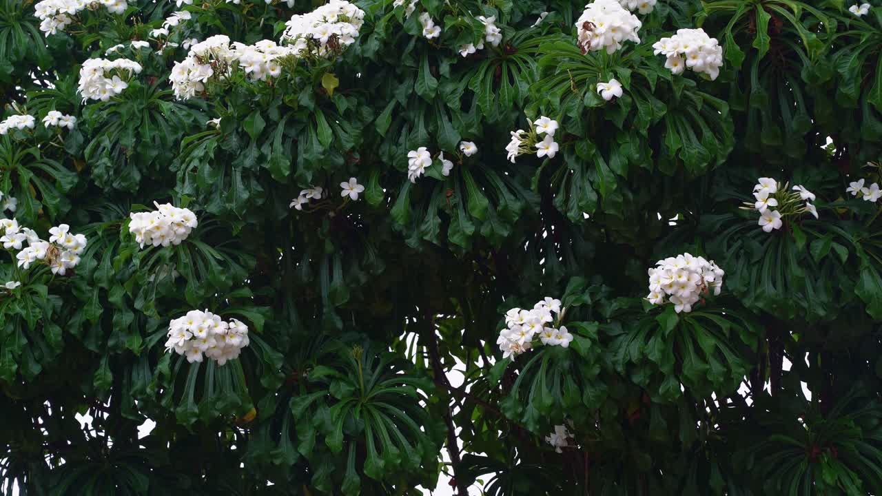 toma de mano de 4k de un hermoso arbusto de flores blancas plumeria pudica durante una ligera lluvia tropical en la ciudad costera de tibau do sul cerca de pipa, brasil en río grande do norte