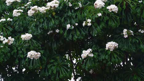 Tiro-De-Mano-4k-De-Un-Hermoso-Arbusto-De-Flores-Blancas-De-Plumeria-Pudica-Durante-Una-Lluvia-Tropical-Ligera-En-La-Ciudad-De-Playa-De-Tibau-Do-Sul-Cerca-De-Pipa,-Brasil-En-Rio-Grande-Do-Norte