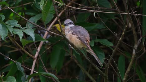 brown shrike, lanius cristatus facing the thick of the forest then suddenly preens its right wing and then the left side as it looks towards the camera, khao yai national park, thailand