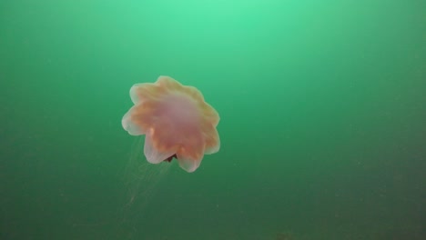 lion's mane jellyfish graciously swimming in the water column