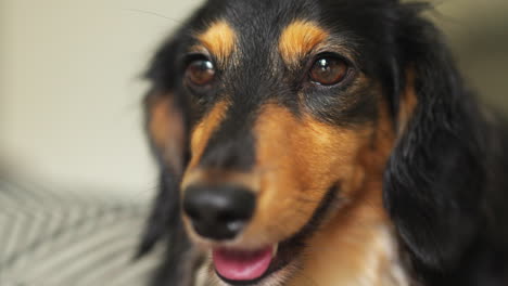 small dachshund sausage dog panting heavily as it looks around the room