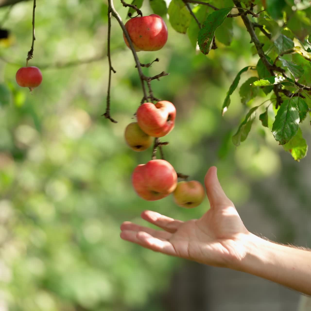 Man's hand tears apples from tree. Farmer plucking ripe fruit from apple tree. Red apples on a branch in a garden. Growing organic fruit.