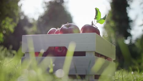 a full crate of apples in apple orchard